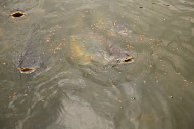 Nehirdeki Pangasius balık