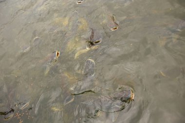 Nehirdeki Pangasius balık