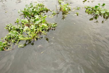 Bir nehir üzerinde yüzen su sümbül bitki