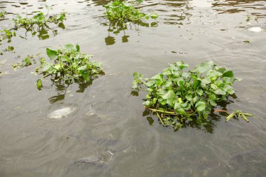 Bir nehir üzerinde yüzen su sümbül bitki