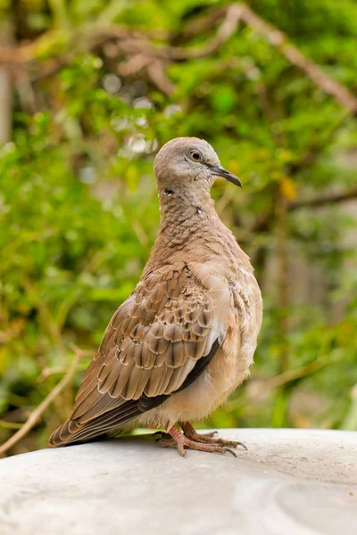 Gebogen Duif Streptopelia Decaocto Een Tak — Stockfoto