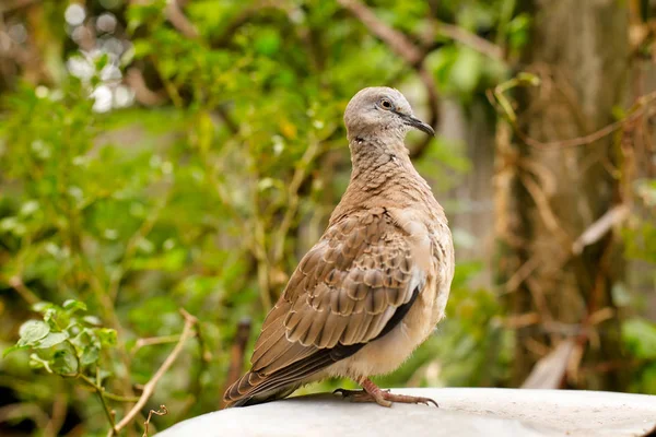 Yakalı güvercin, bir dal üzerinde (Streptopelia decaocto)