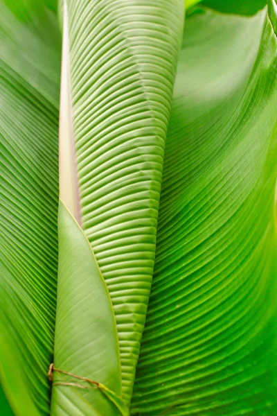 Muz yaprağı ve yağmur damlası