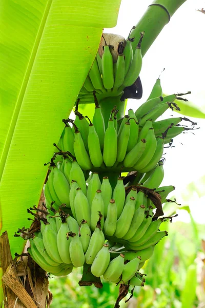 Zelené Nezralé Banány Thajsku — Stock fotografie