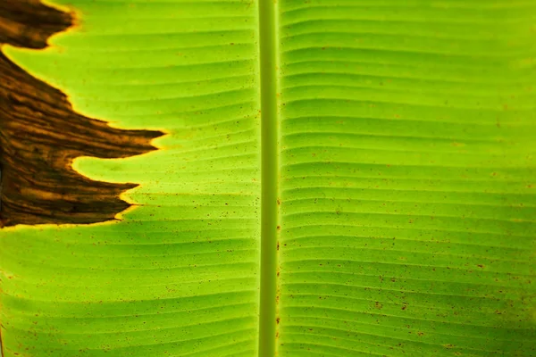 雨滴のバナナの葉 — ストック写真