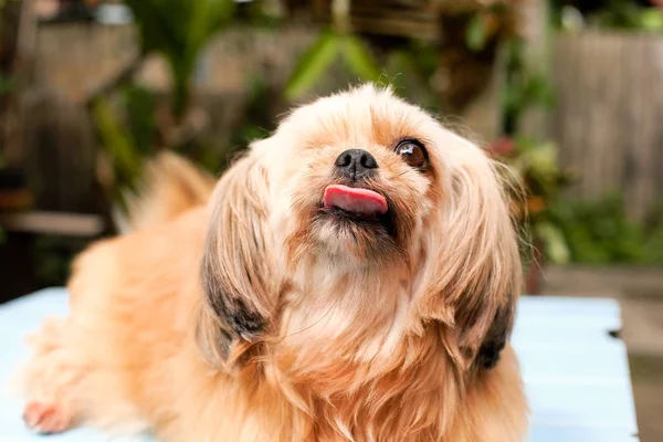 Dışarıya bakan şirin küçük köpek. 