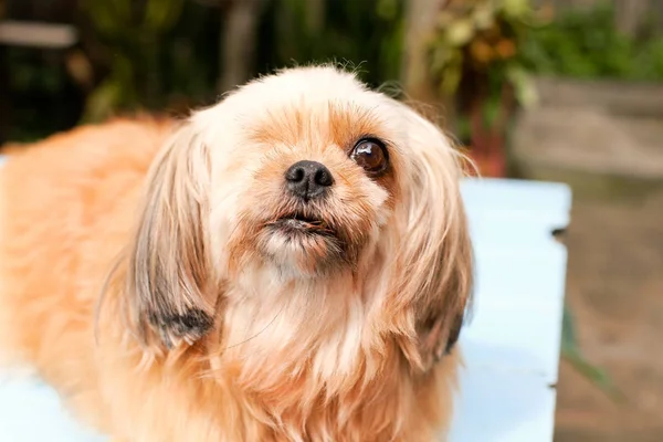 Cão Pequeno Bonito Olhando Para Fora — Fotografia de Stock