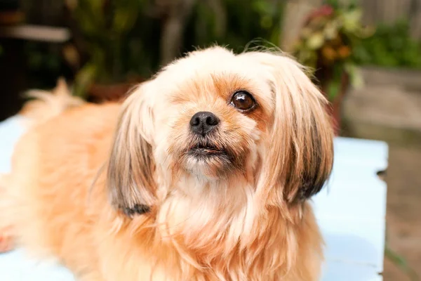 Dışarıya bakan şirin küçük köpek. 