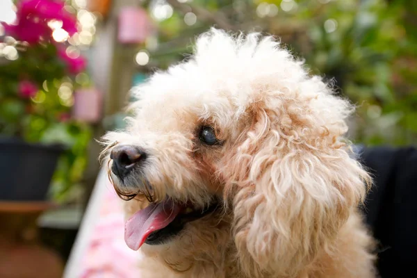 Dışarıya bakan şirin küçük köpek. 