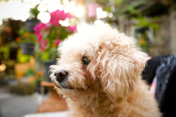 Dışarıya bakan şirin küçük köpek. 