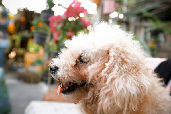 Dışarıya bakan şirin küçük köpek. 
