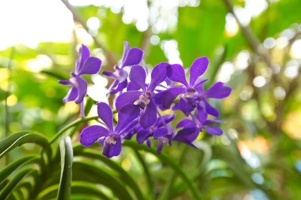 Разнообразие Орхидей Зеленом Саду — стоковое фото