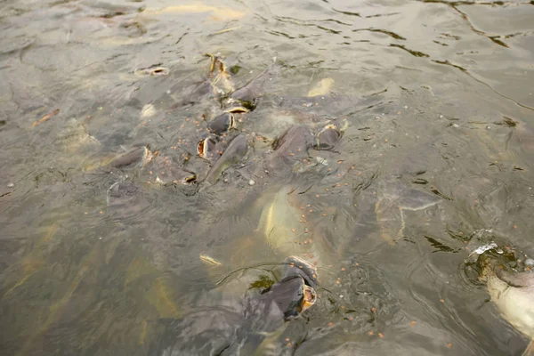 Nehirdeki Pangasius balık