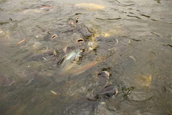 Nehirdeki Pangasius balık