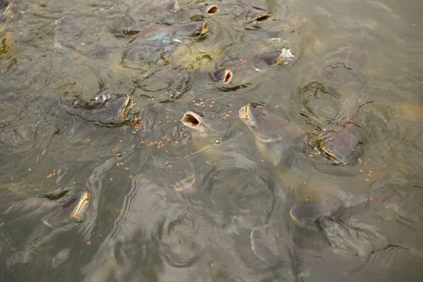 Рыба Пангасиус Реке — стоковое фото