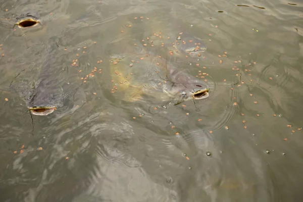 河里的潘加修斯鱼 — 图库照片