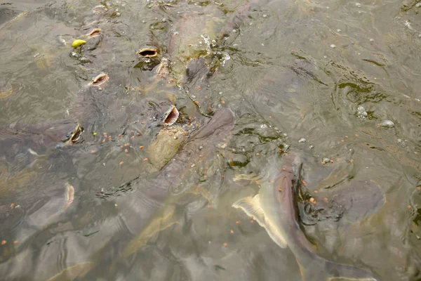 河里的潘加修斯鱼 — 图库照片