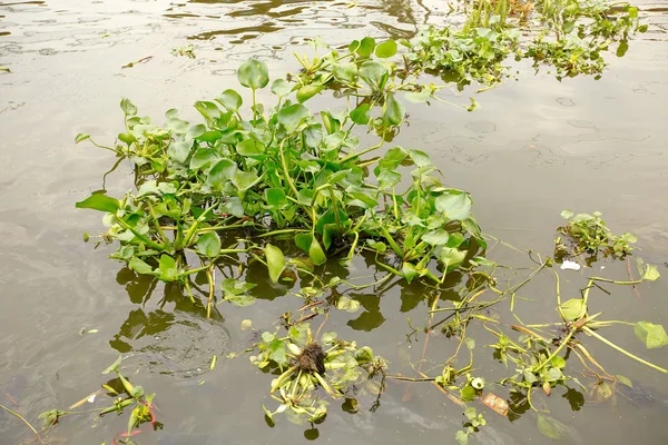 Bir nehir üzerinde yüzen su sümbül bitki