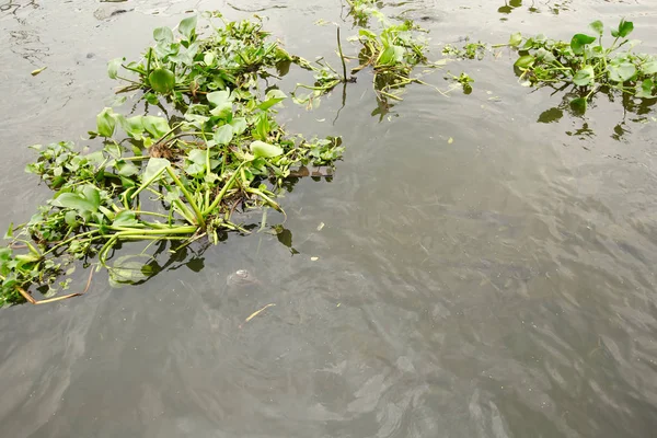 Bir nehir üzerinde yüzen su sümbül bitki