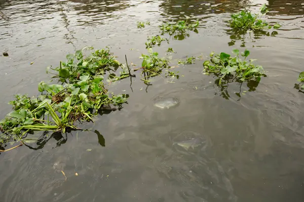 Bir nehir üzerinde yüzen su sümbül bitki
