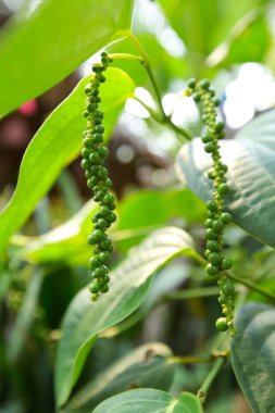 Taze Piper nigrum olan ağaç üzerinde. Bu bileşen için hazır ve herb olun.