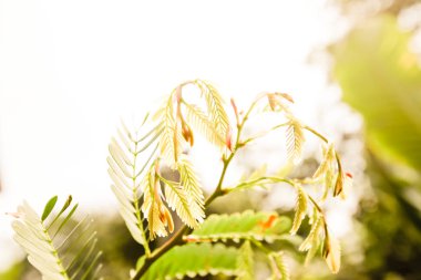 Arkaplan olarak yeşil yaprağın dokusu 