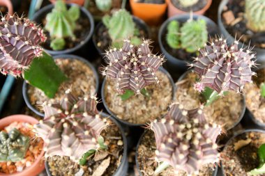 Uzun dikenli küre şeklindeki kaktüsleri kapatın. 