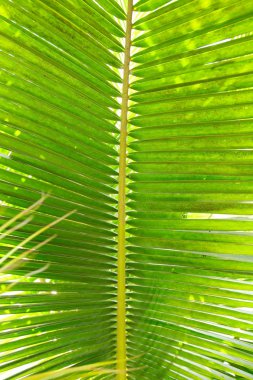 Güzel yeşil palmiye yaprağının manzarasını kapat.