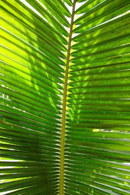 Güzel yeşil palmiye yaprağının manzarasını kapat.