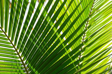 Güzel yeşil palmiye yaprağının manzarasını kapat.
