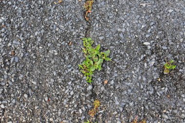 Taş yol alanında. Grunge ve retro tarzı. 