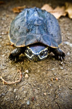 arka plan doku makro kaplumbağa kabuğu. seçici odak.