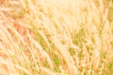 Gün batımında çimen tarlası