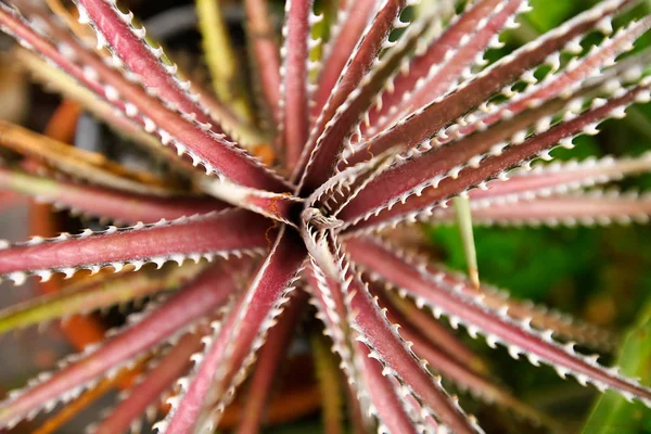 Aechmea Fasciata Textura Bromélia Fundo — Fotografia de Stock