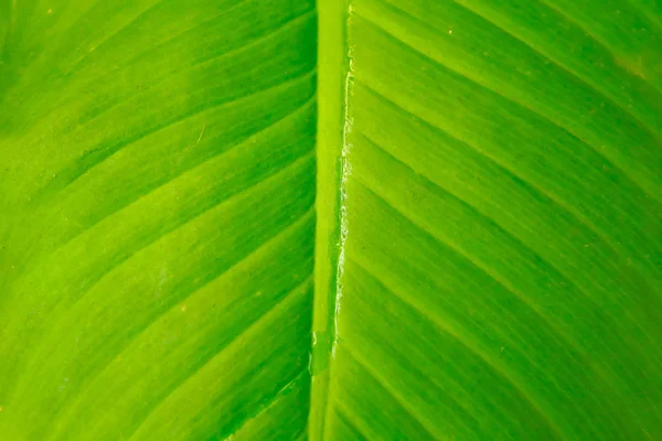 Textura Zeleného Listu Jako Pozadí — Stock fotografie