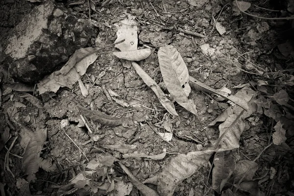 Close Soil Can Used Background — Stock Photo, Image