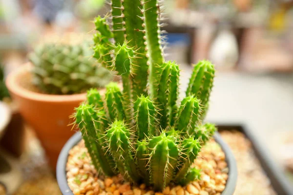 Gros Plan Cactus Forme Globe Avec Longues Épines — Photo