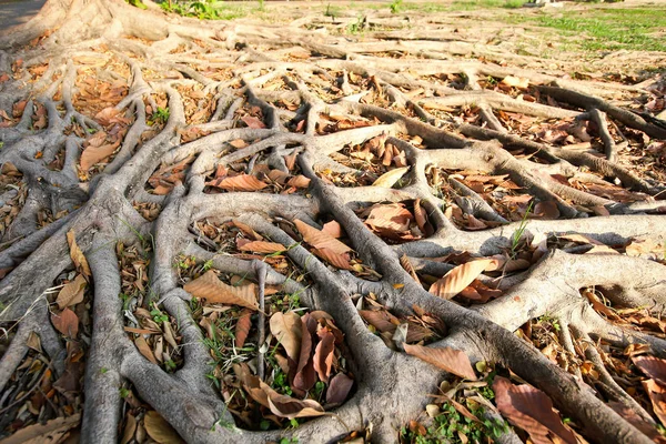 Banyan Tree Tayland Atış — Stok fotoğraf