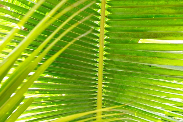 Güzel yeşil palmiye yaprağının manzarasını kapat.