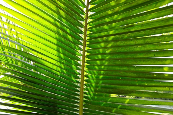 Vista Vicino Bella Foglia Palma Verde — Foto Stock