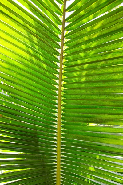Güzel Yeşil Palmiye Yaprağının Manzarasını Kapat — Stok fotoğraf