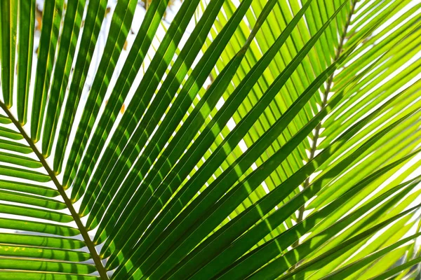 Güzel yeşil palmiye yaprağının manzarasını kapat.