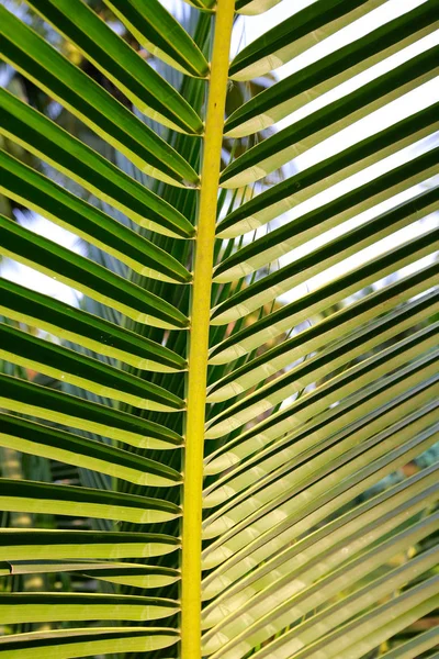 Grappolo Cocco Albero Cocco — Foto Stock