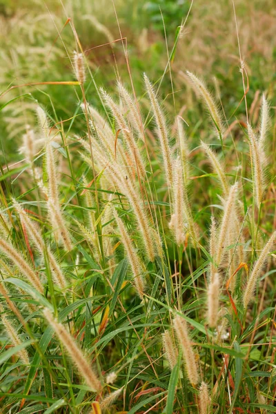 Pole Trawy Podczas Zachodu Słońca — Zdjęcie stockowe