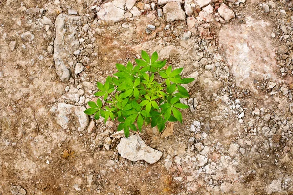 Ara Kavramı — Stok fotoğraf