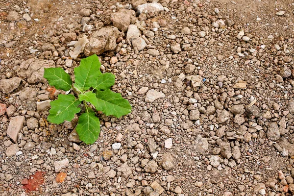 Ara Kavramı — Stok fotoğraf