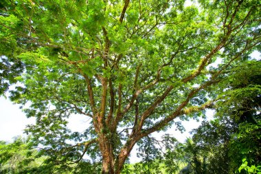 mavi gökyüzü ile renk arkaplan üzerinde eski büyük ağaç