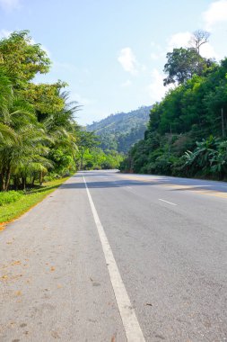 Taze yeşil ağacın kıvrımlı yolu