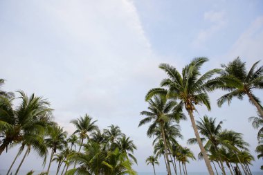 Gün batımında kumsalda palmiyeler