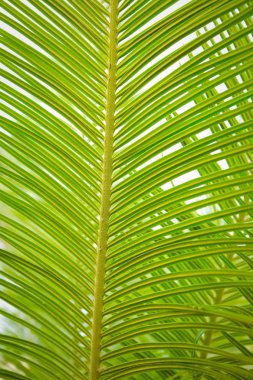 Güzel yeşil palmiye yaprağının manzarasını kapat.